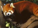 Animals_032