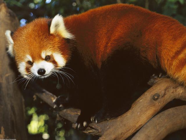 Animals_032
