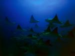 ocean-life-267