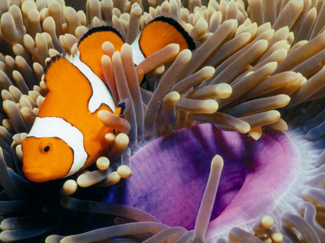 ocean-life-268