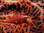 ocean-life-273