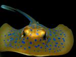 ocean-life-274