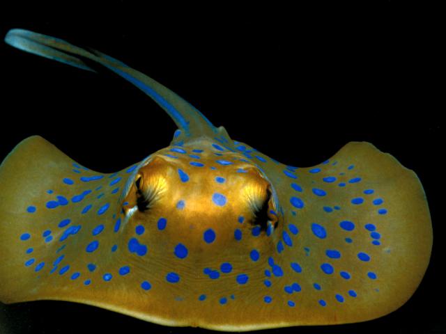 ocean-life-274
