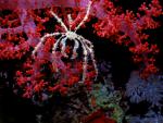 ocean-life-275