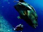 ocean-life-276