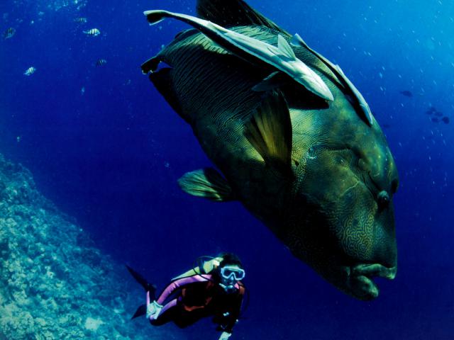 ocean-life-276