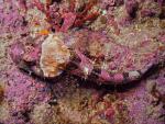 ocean-life-277