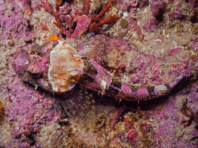 ocean-life-277