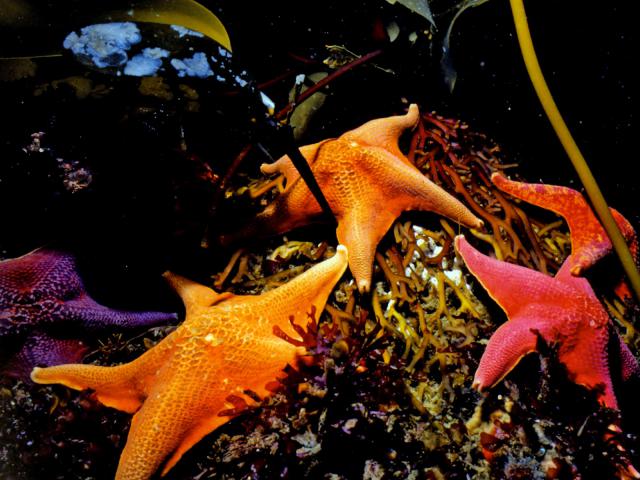 ocean-life-278