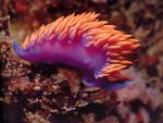 ocean-life-280