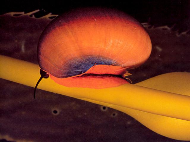 ocean-life-281