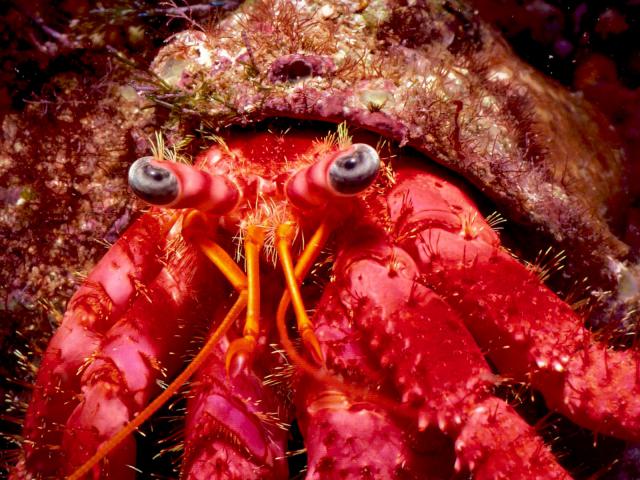 ocean-life-285