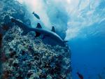 ocean-life-287