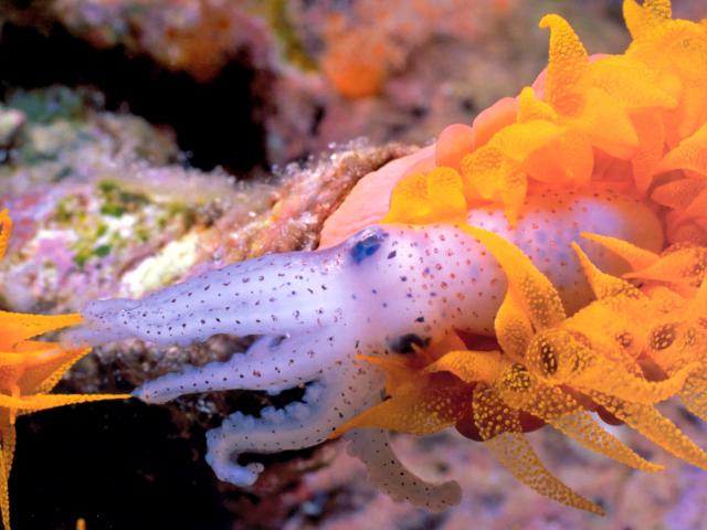 ocean-life-289