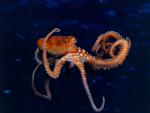 ocean-life-293