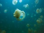 ocean-life-295