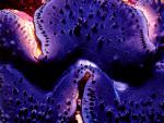 ocean-life-296