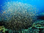 ocean-life-297