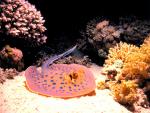 ocean-life-298