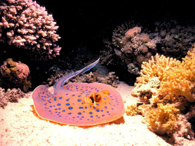 ocean-life-298