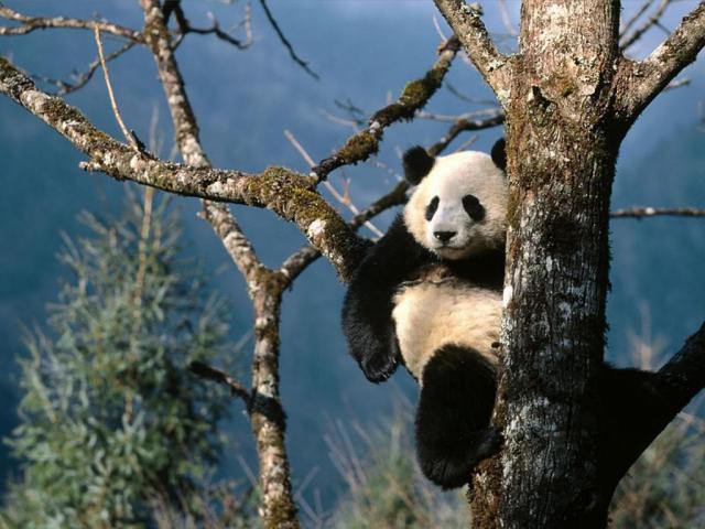 Animals_041