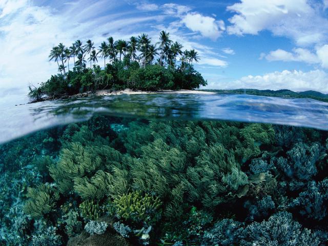 ocean-life-302