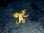 ocean-life-305