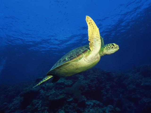 ocean-life-307