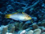 ocean-life-308