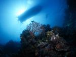 ocean-life-309
