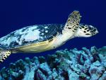 ocean-life-311