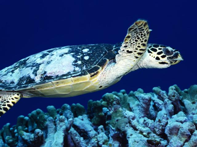 ocean-life-311