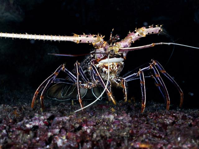 ocean-life-312