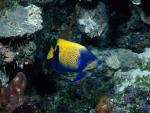ocean-life-313