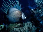 ocean-life-318