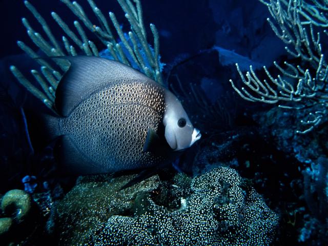 ocean-life-318
