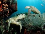 ocean-life-321