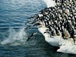 ocean-life-322