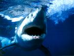 ocean-life-327