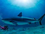 ocean-life-328