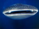 ocean-life-329