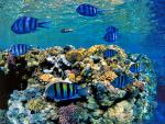 ocean-life-330