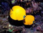 ocean-life-332