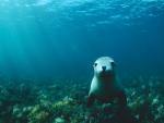 ocean-life-335