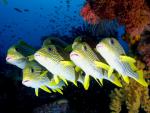 ocean-life-336
