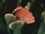 ocean-life-337