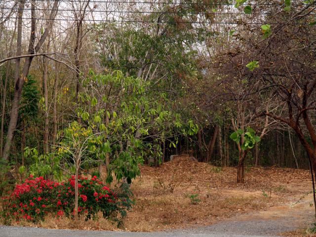 watwaphukaew15