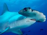 ocean-life-340