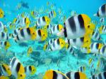ocean-life-341
