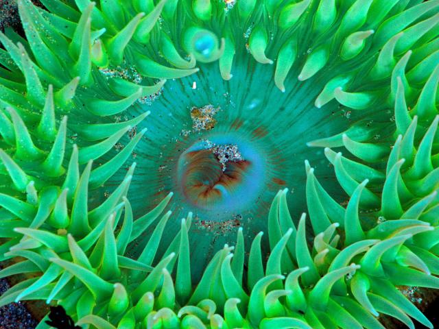 ocean-life-342